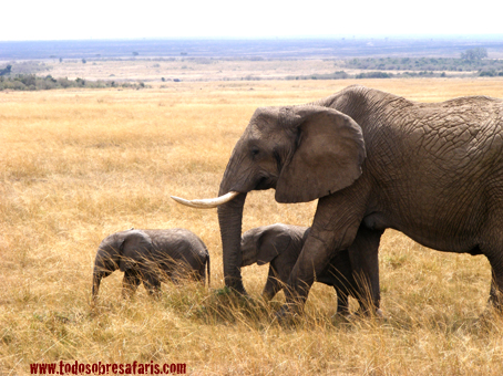 Elefantes en Masai Mara. Septiembre de 2007